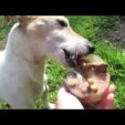 DIY Hunde Cookie Eis Erfrischung + Outtakes ;)