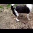 Dog bites like a turtle